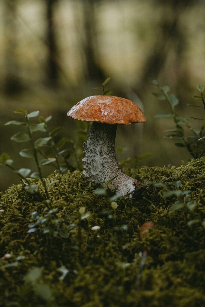 An orange-capped mushroom with a speckled stalk growing in green moss