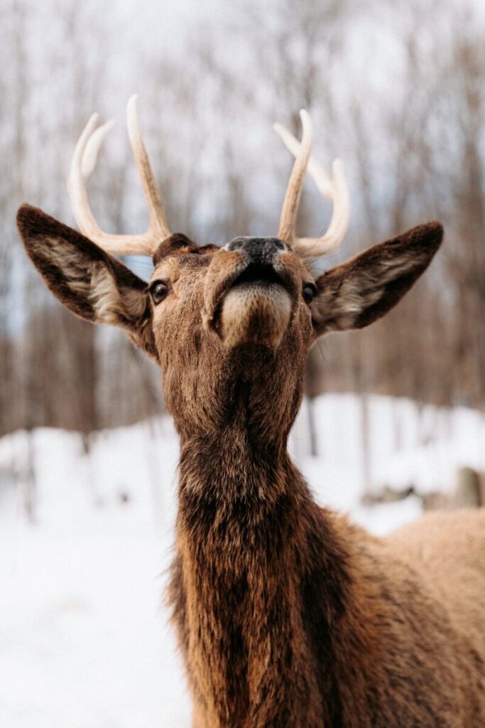 A male deer with antlers looking upward in a snowy forest