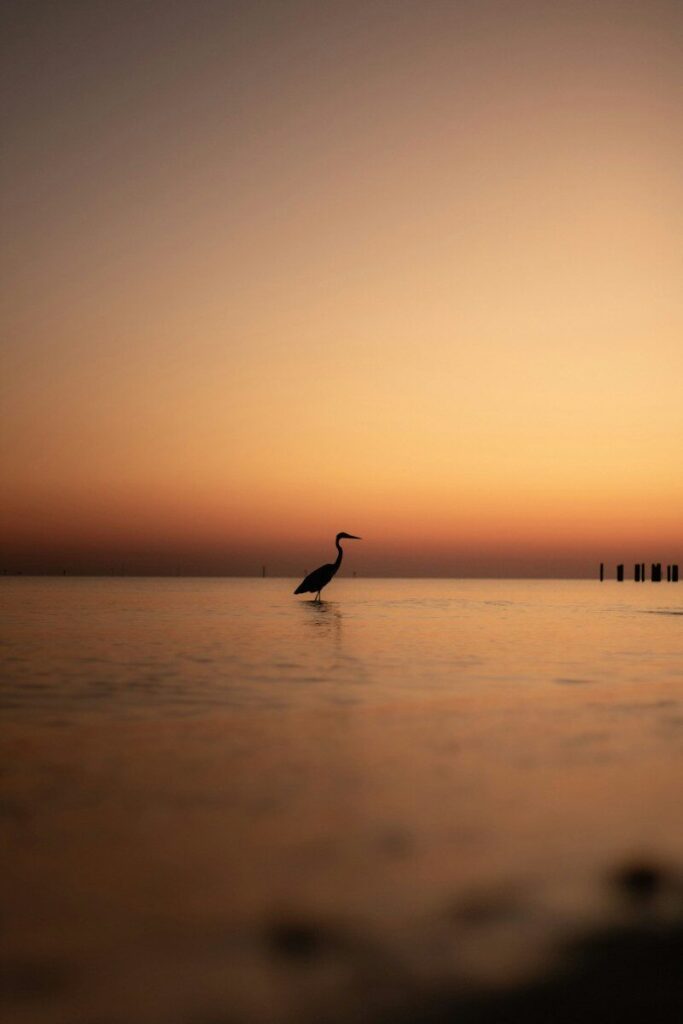 A heron silhouette in shallow water against a warm orange sky